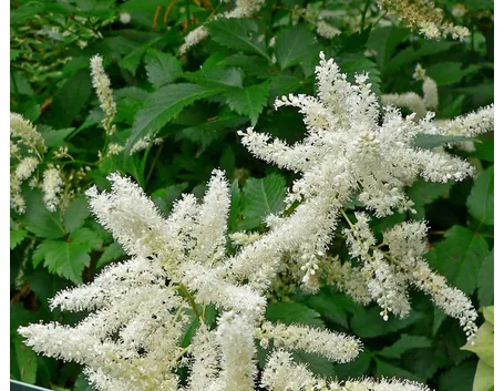 Astilbe 