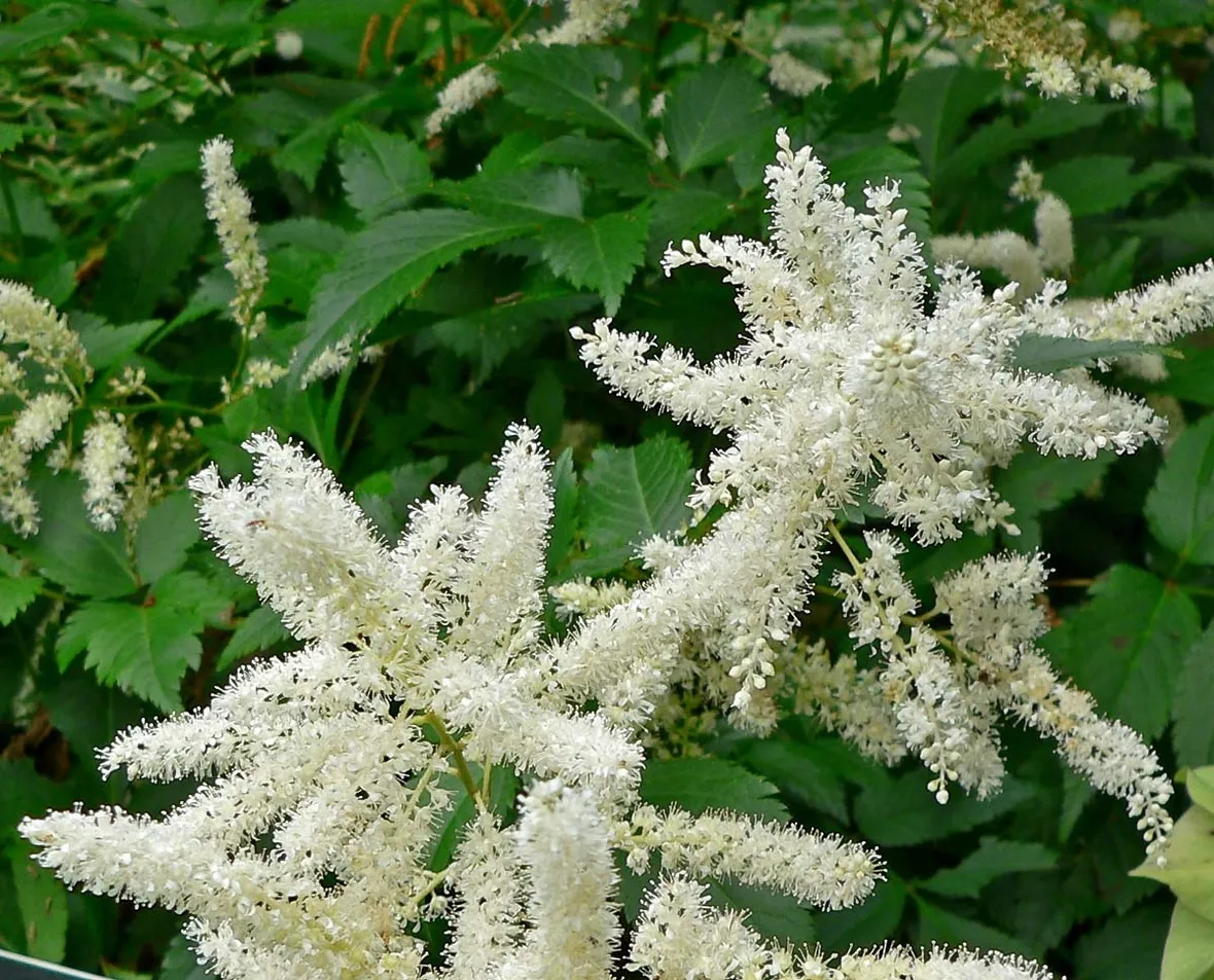 Astilbe