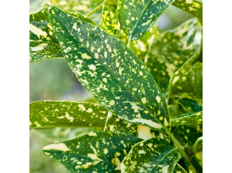 aucuba marginata