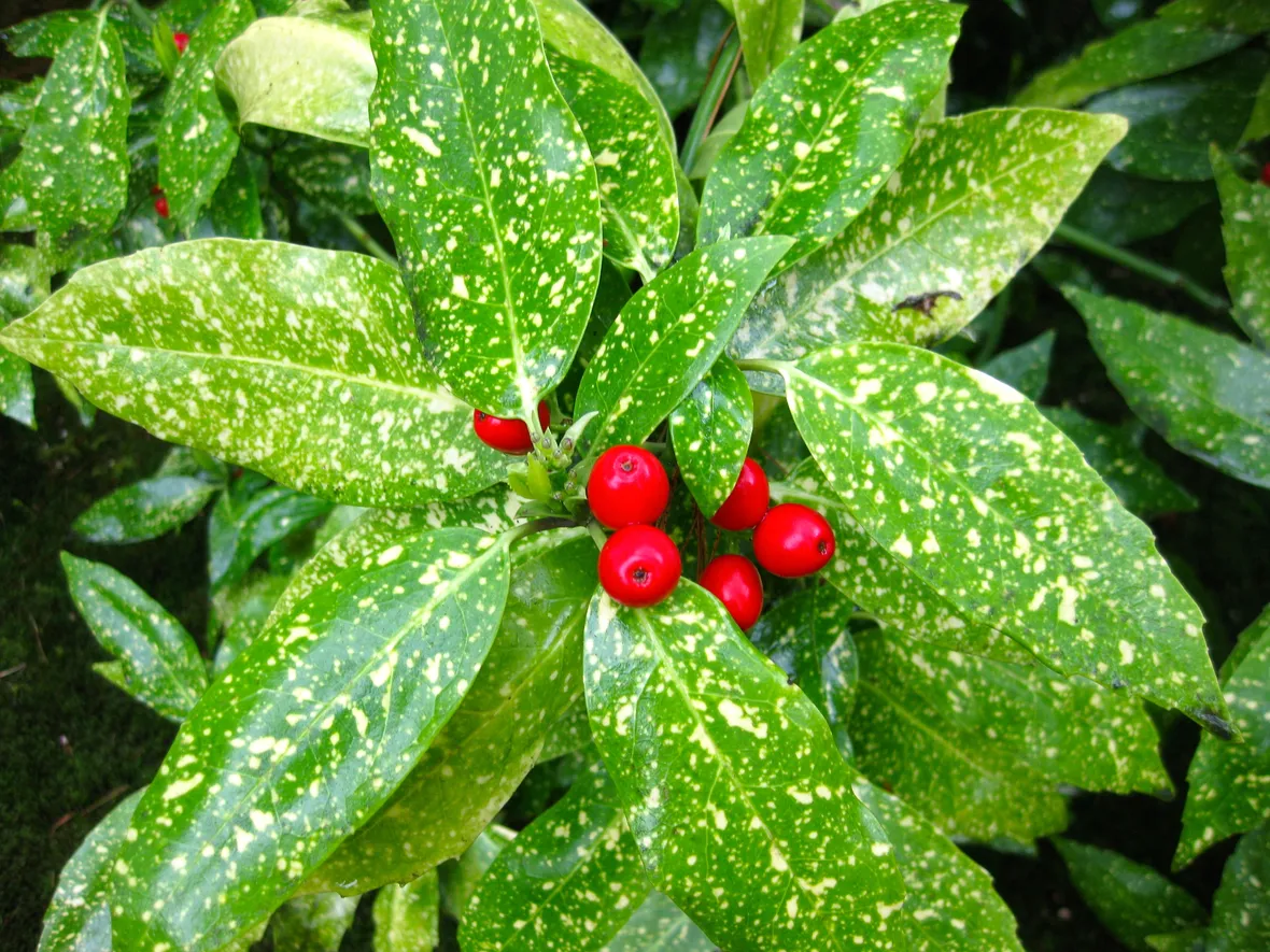 Aucuba variegata