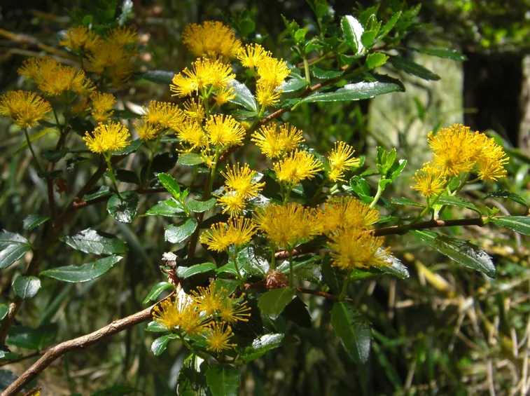 azara serrata