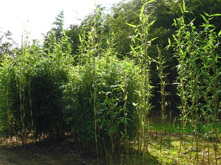 arundinaria