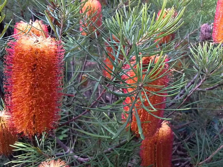 banksia