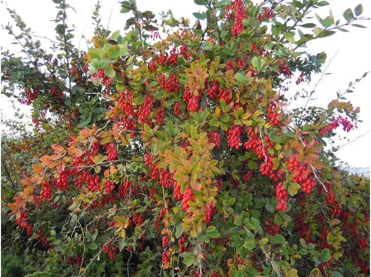 berberis vulgaris