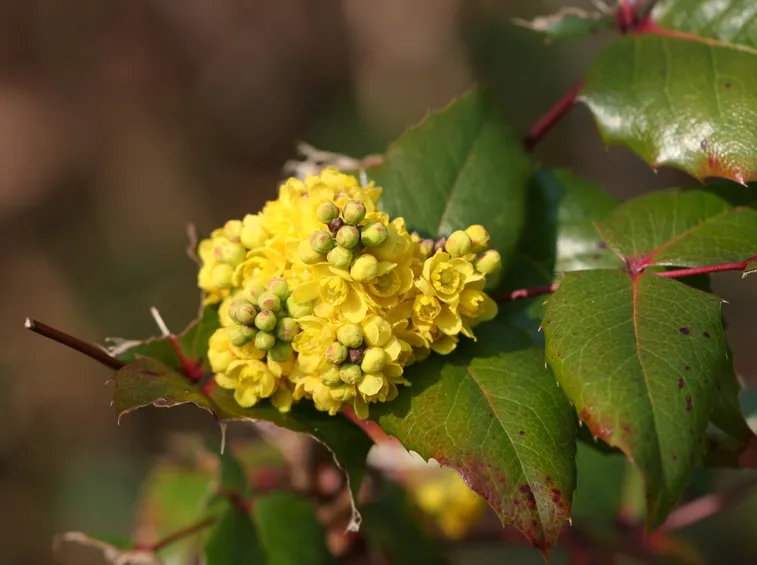 berberis aquifolium