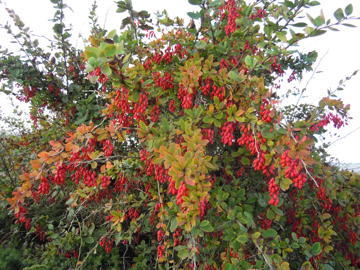 berberis vulgaris