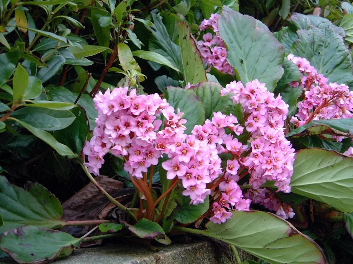 Bergenia