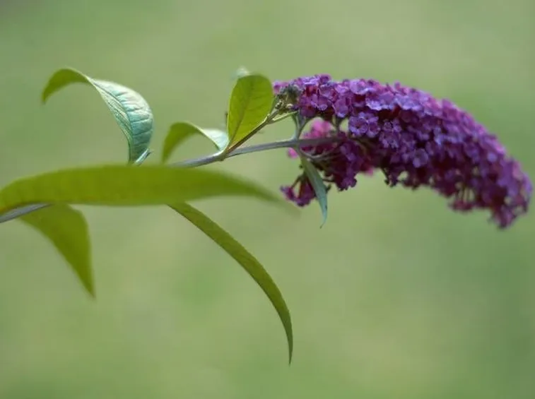 buddleia