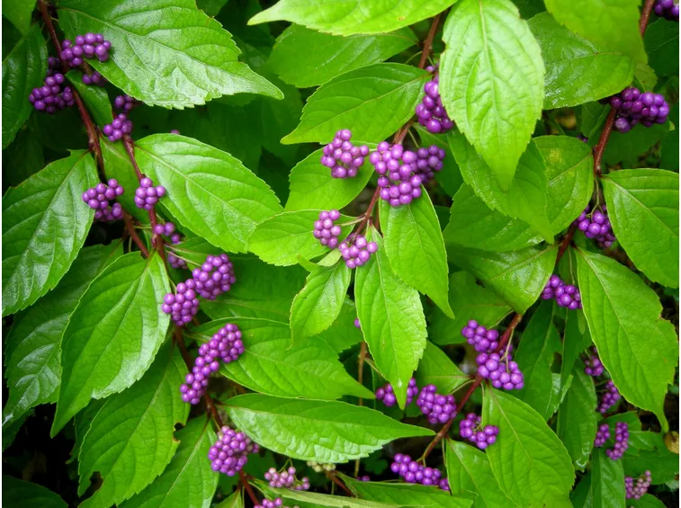 callicarpa