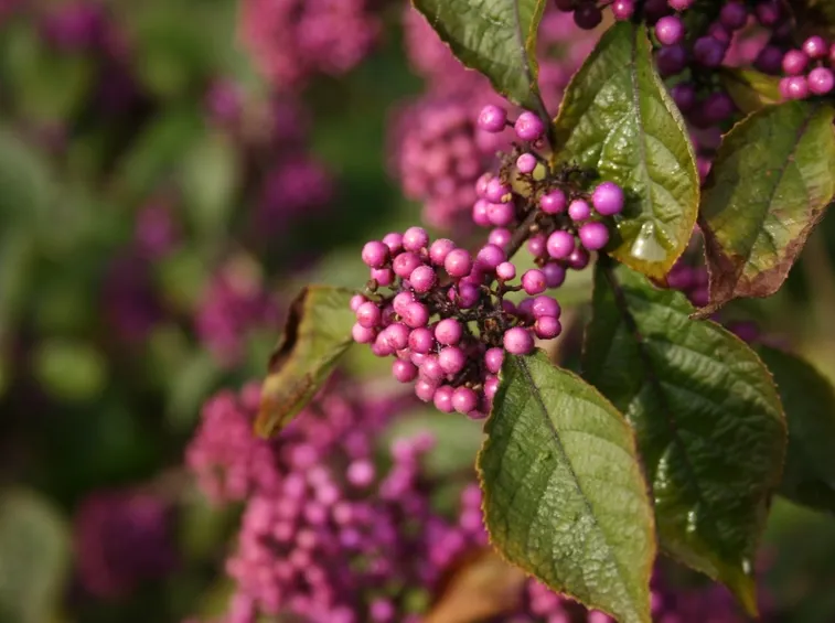 callicarpa