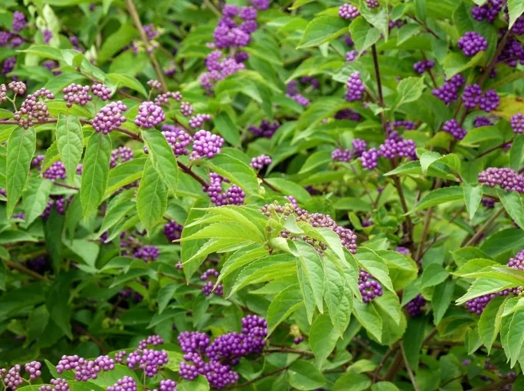 callicarpa