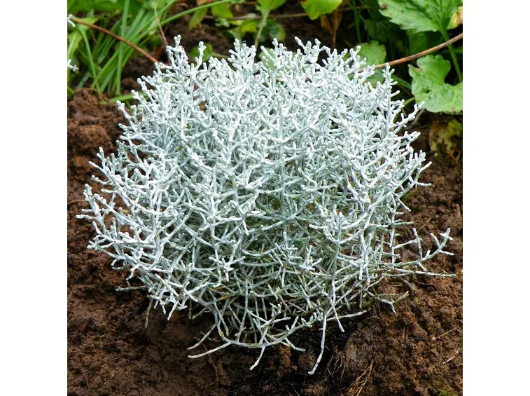 Calocephalus