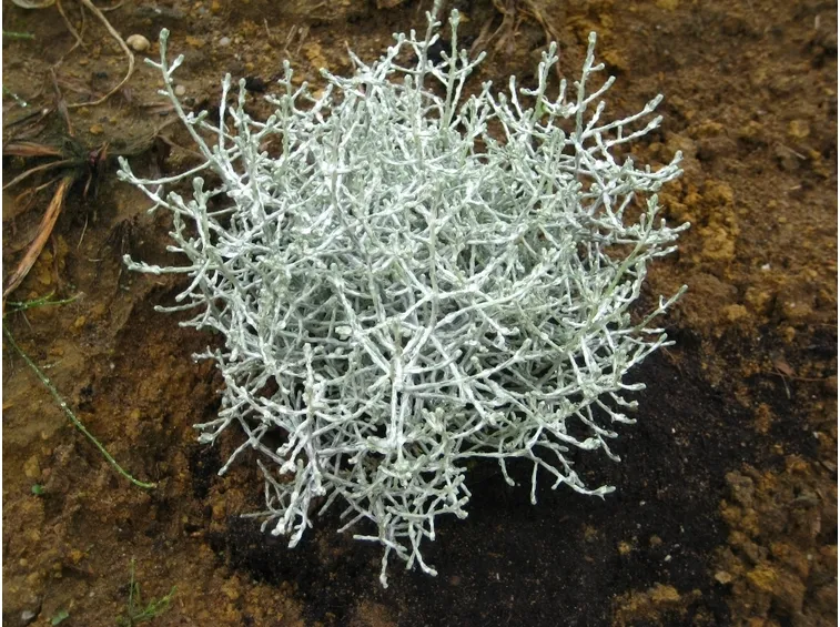 Calocephalus