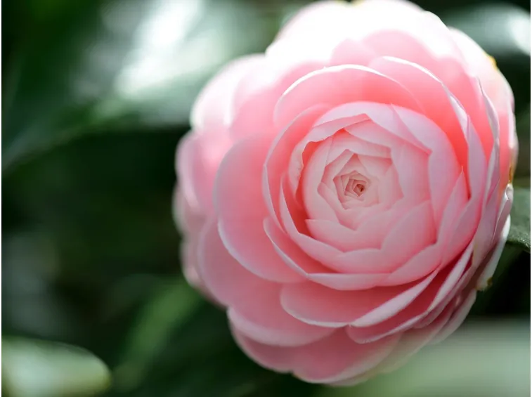 camelia jurys yellow