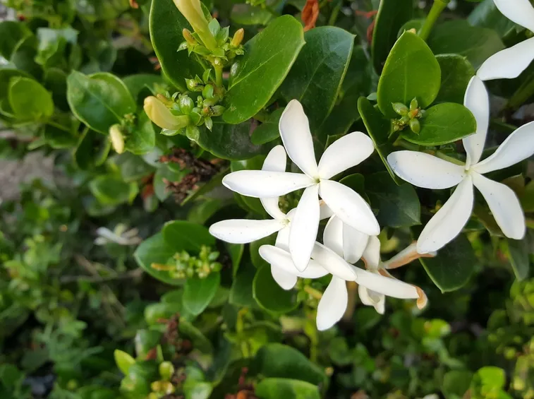 Carissa macrocarpa
