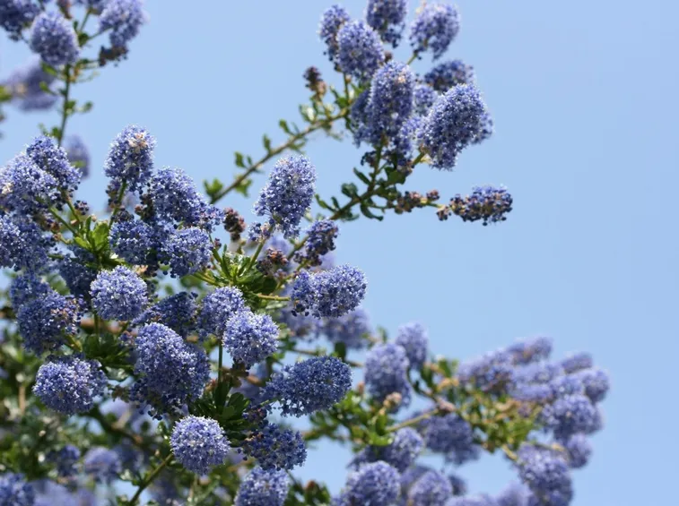 ceanothus