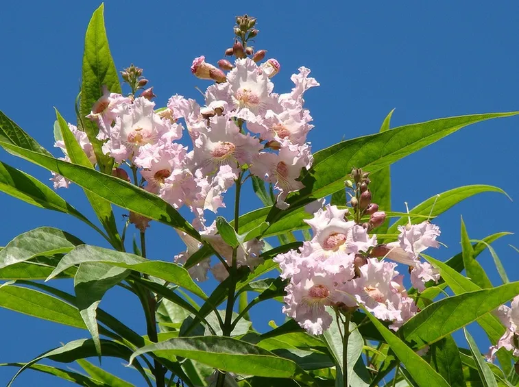 Chitalpa