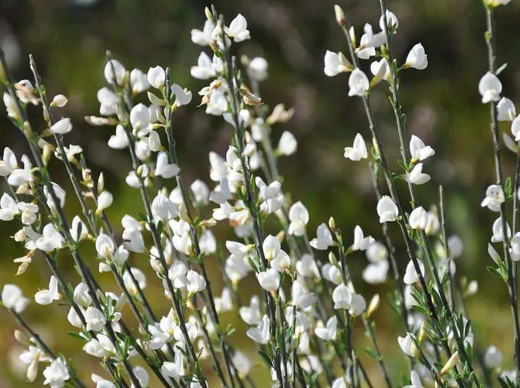 Cytisus multifloris