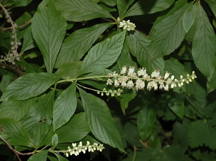 clethra