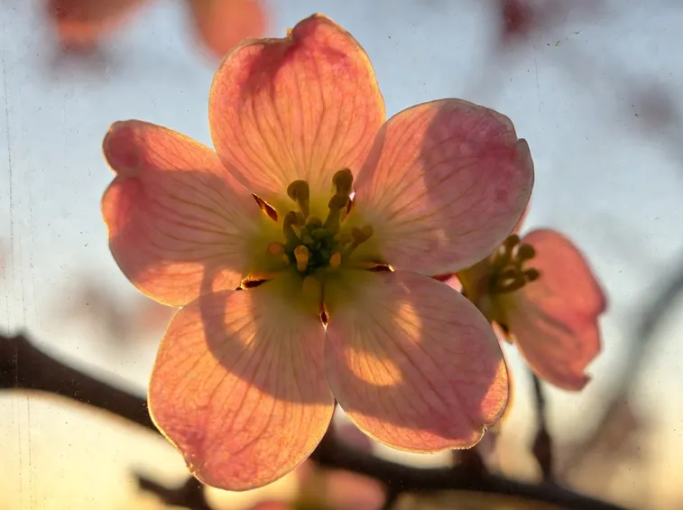 cornus florida rubra