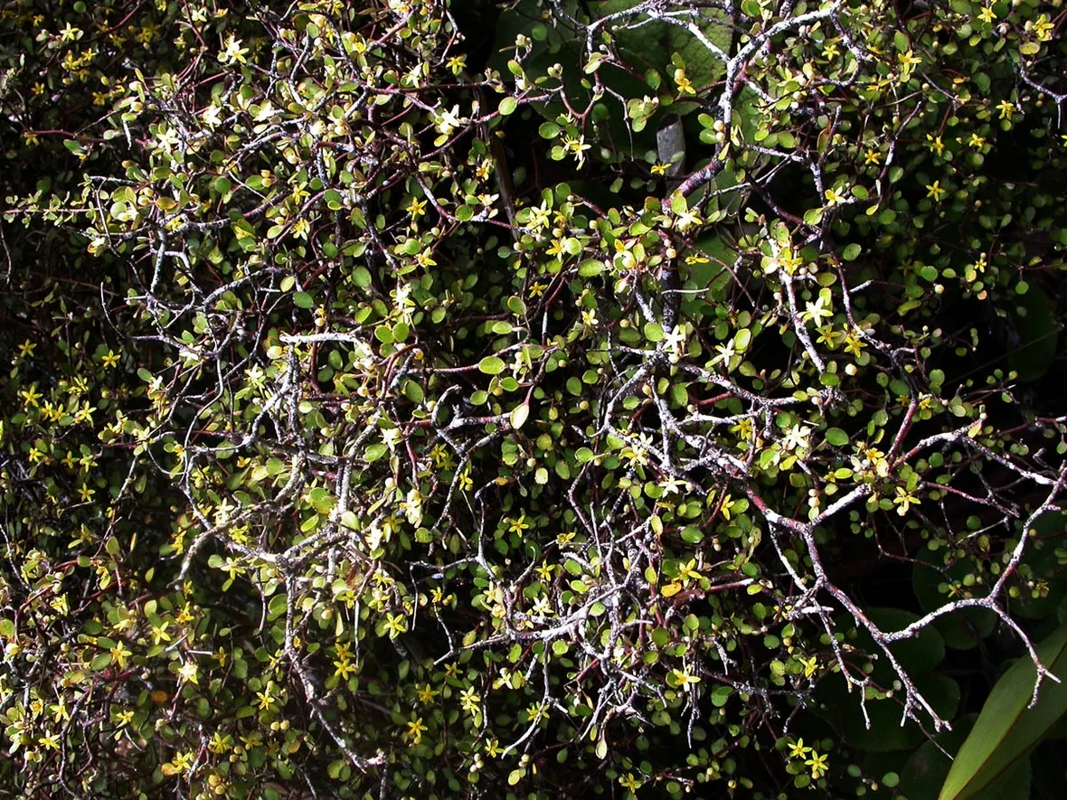 Corokia