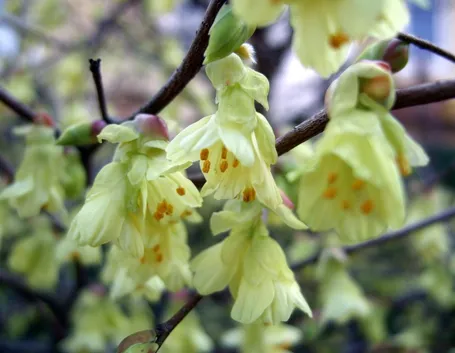 corylopsis 