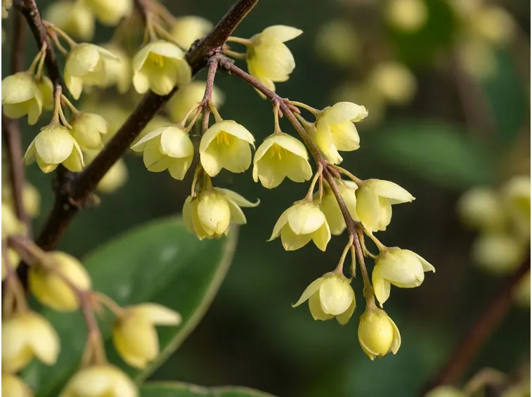 corylopsis pauciflora