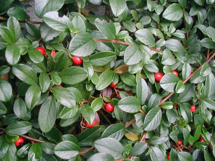 cotonastro dammeri