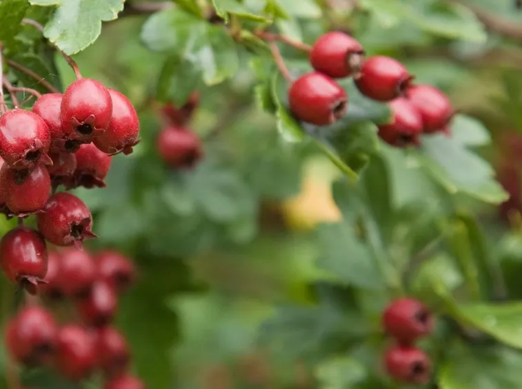 frutti rossi di biancospino