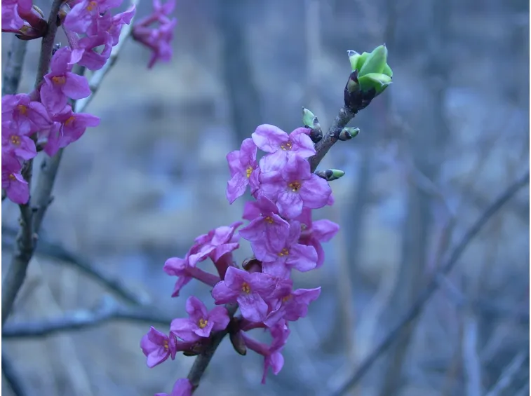 daphne mezereum
