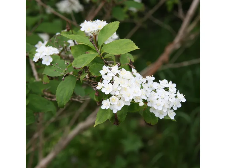 Deutzia