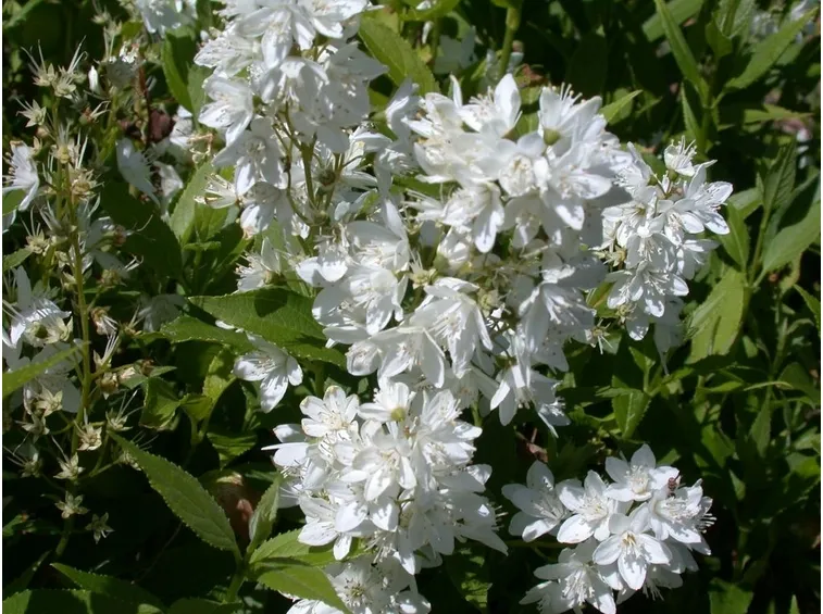 deuzia gracilis