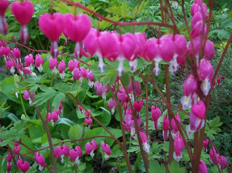 dicentra spectabilis