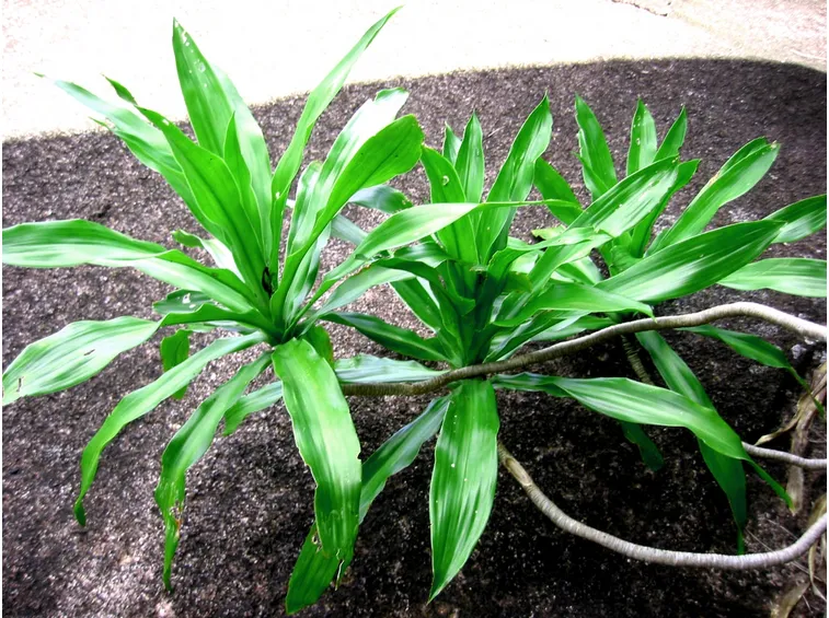 Dracena