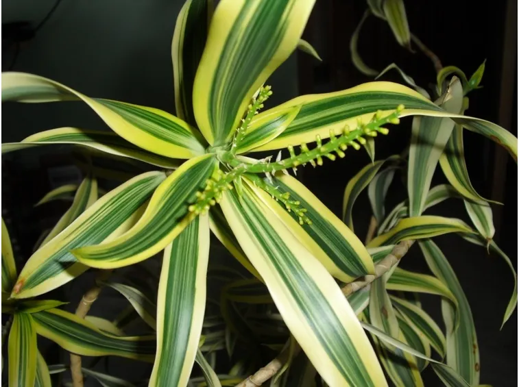 dracena reflexa