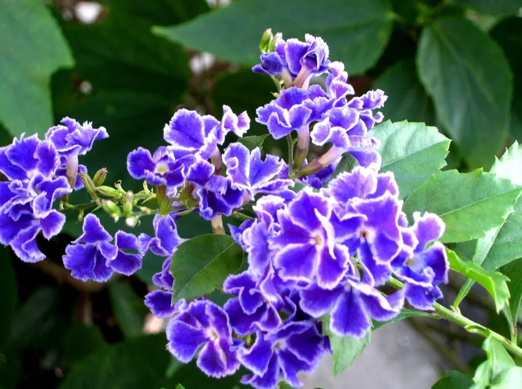 Duranta