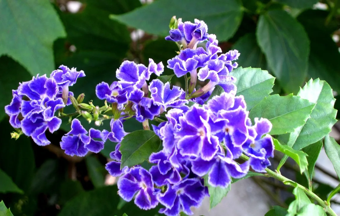 Duranta