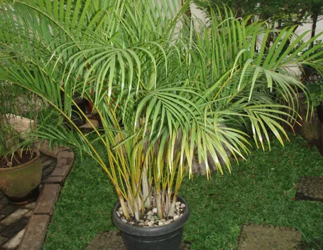 dypsis lutescens