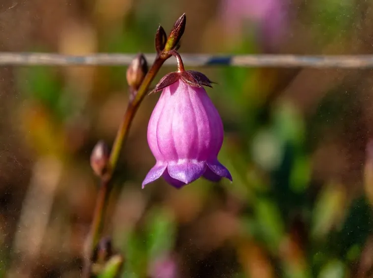 Erica ciliaris