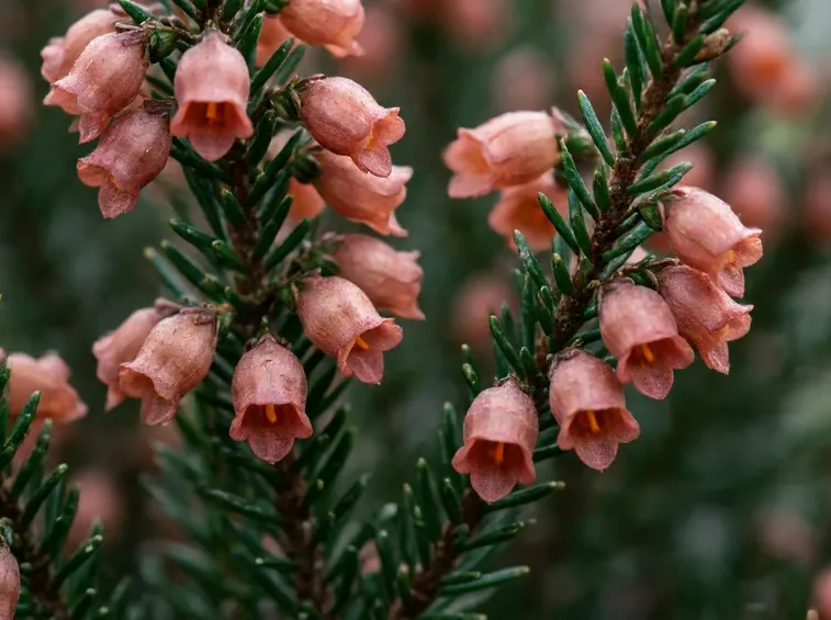 Erica scoparia