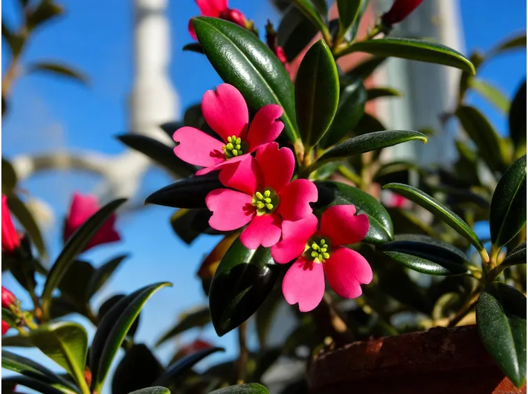 Escallonia