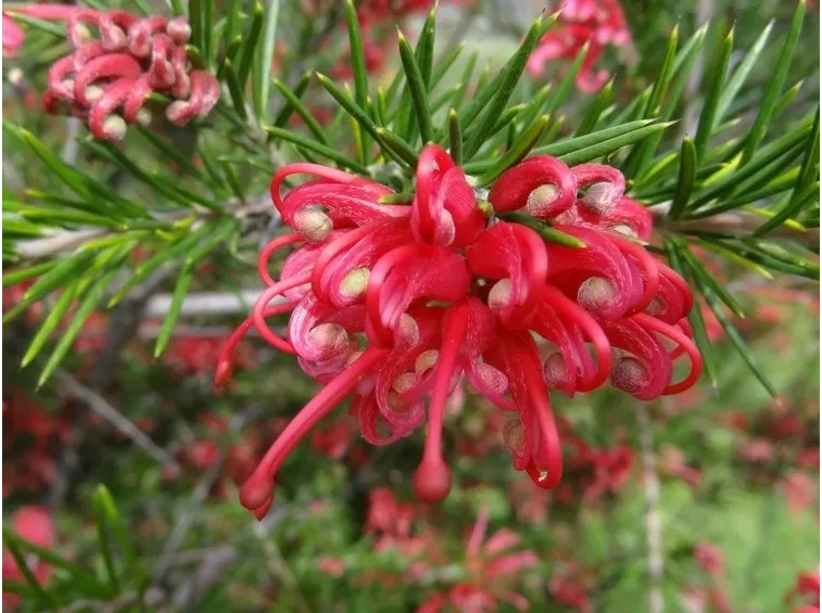 grevillea