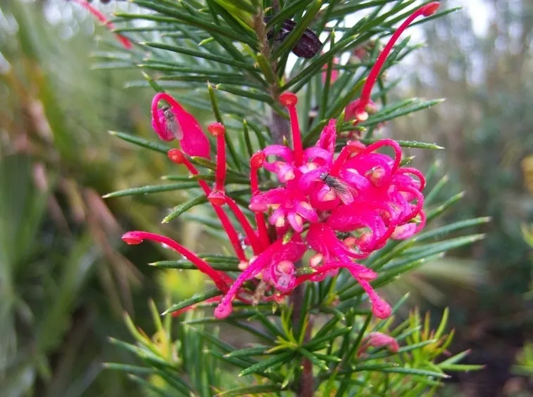 grevillea