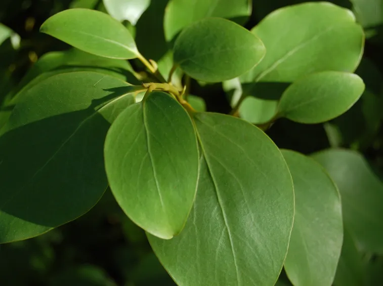 Griselinia littoralis