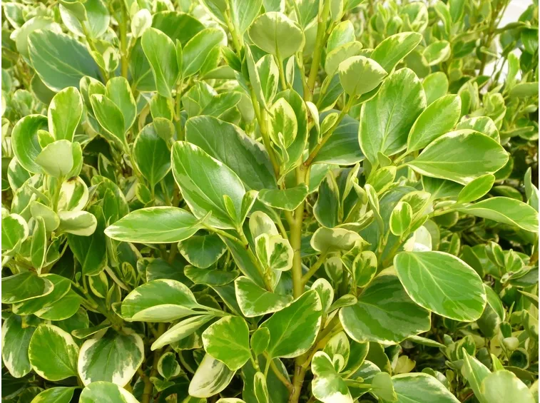 Griselinia littoralis variegata