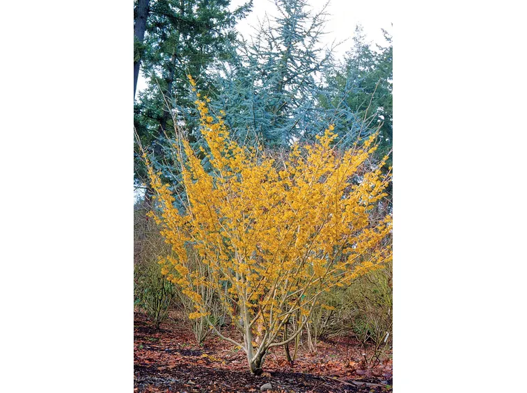 Hamamelis x intermedia