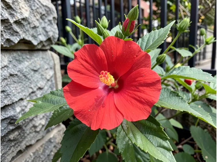 ibisco coccineus