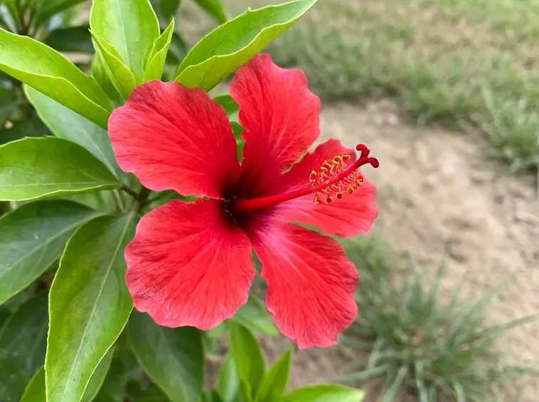 ibisco