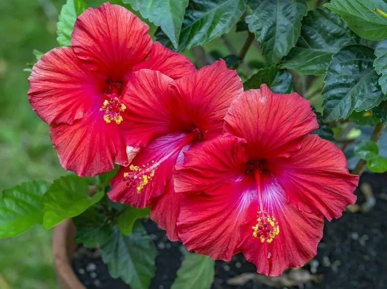 hibiscus rosa
