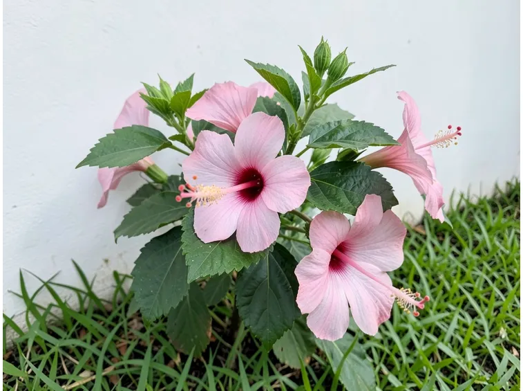 fiori ibisco